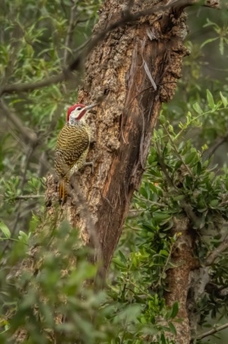 Goldentail Woodpecker