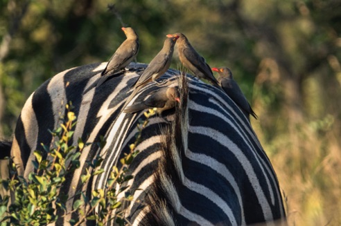 Oxpeckers on back of zebra