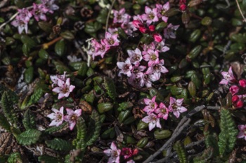 Alpine Azalea • Loiseleuria procumbens