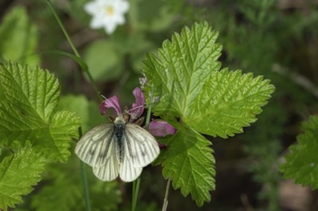 Butterfly on Nagoonberry