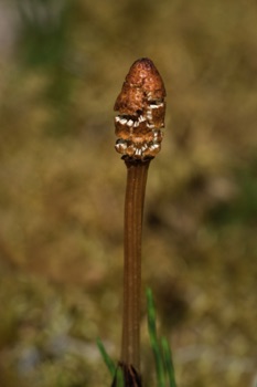 Horsetail Fern • Equisetum sp.