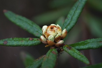 Labrador Tea • Ledum palustris ssp. groenlandicum