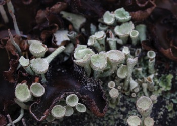 Pixie Cup Lichen • Cladonia asahinae