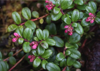 Lingonberry (Low-Bush Cranberry) • Vaccinium vitas idaea