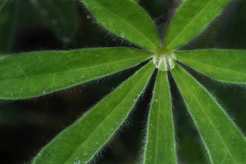 Lupine Leaf • Lupinus sp.
