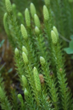 Spruce seedlings