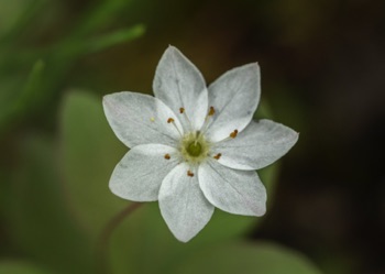 Starflower • Trientalis europa ssp arctica