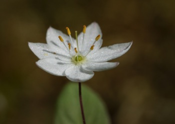 Starflower • Trientalis europa ssp arctica