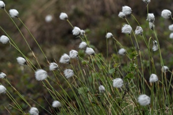 Tall Cotton Grass • Eriophorum angustifolium