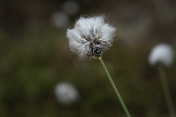 Tall Cotton Grass • Eriophorum angustifolium