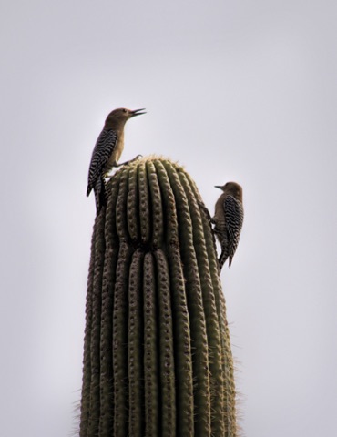 Gila Woodpeckers