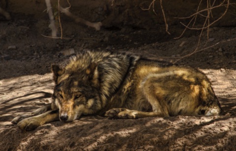*Mexican Wolf