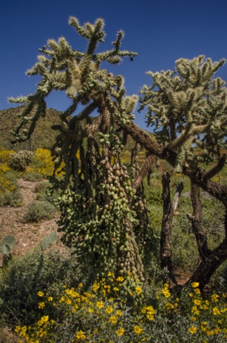 Chain Fruit Cactus