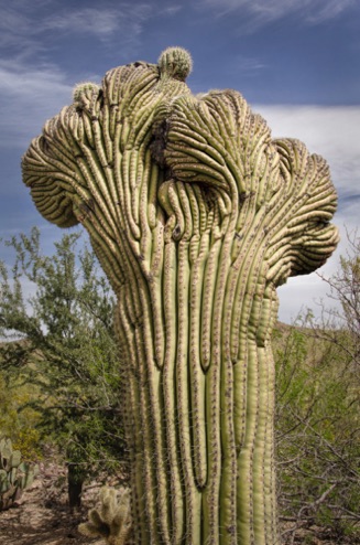 Crenallated Saguaro Cactus