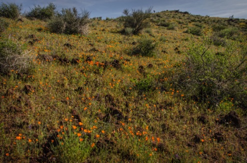 Mexican Gold Poppies on Peridot Mesa