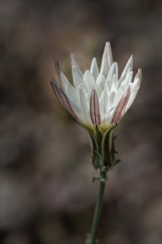 Desert Chicory • Rafinesquia neomexicana