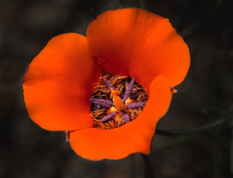 Desert Mariposa Lily • Calochortus kennedyi