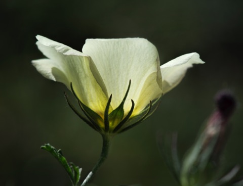 Desert Rose Mallow • Hibiscus coulteri