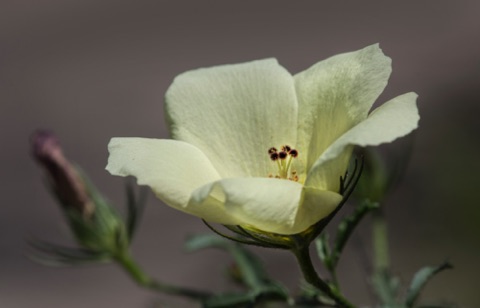 Desert Rose Mallow • Hibiscus coulteri
