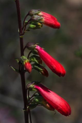 Eaton's Firecracker • Penstemon eatonii ssp exertus