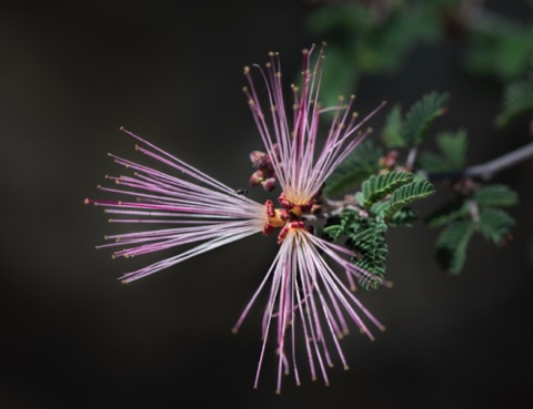 Fairy Duster • Calliandra eriophylla