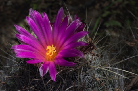 Pink-Flower Hedgehog Cactus • Echinocereus fendleri var. fasciculatus