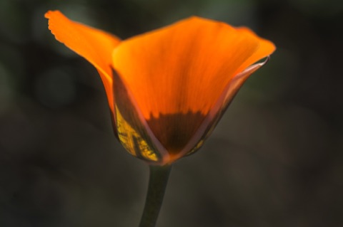 Desert Mariposa Lily • Calochortus kennedyi