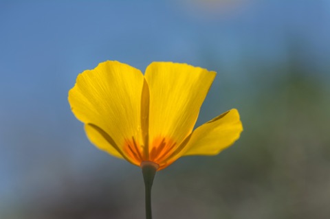 Mexican Gold Poppy • Eschscholzia californica ssp mexicana