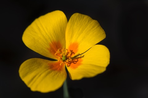 Mexican Gold Poppy • Eschscholzia californica ssp mexicana