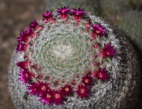 Graham's Fishhook Cactus • Mammillaria grahamii