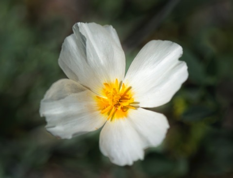 White Mexican Gold Poppy • Eschscholzia californica ssp mexicana