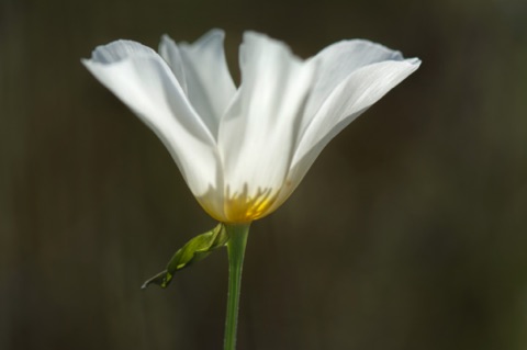White Mexican Gold Poppy • Eschscholzia californica ssp mexicana