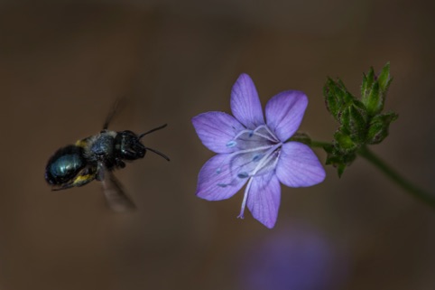 Bee flying to California Gilia
Finalist in Plant Life
Midpeninsula Regional Open Space District 2017