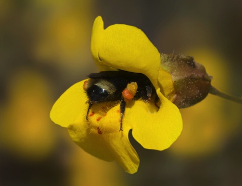 Bee in Monkeyflower
"Fur, Feathers, and Fins"
Pacific Art League
March 2016