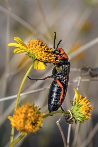 Desert Blister Beetle on BrittleBush
2020 Anza Borrego Desert Photo Contest
Honorable Mention, Animals