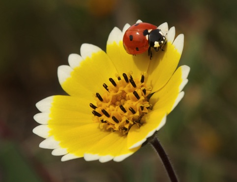 Ladybug on Tidy Tip
Expressions Magazine 2015
North American Nature Photography Assn.