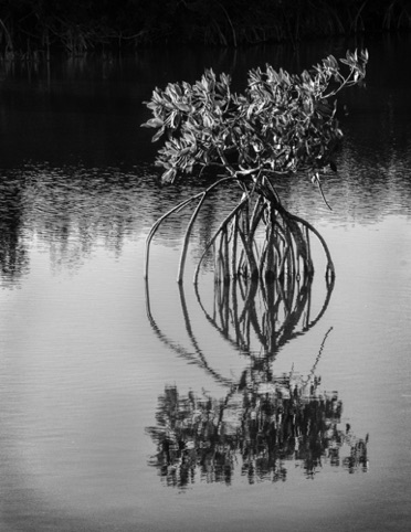 Mangrove Reflection
"Works on Paper"
Pacific Art league Feb.-March 2018