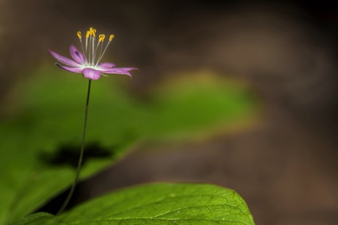 Pacific Star Flower
Honorable Mention, 2015 Photo Contest, Midpen. Regional Open Space District