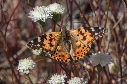 Painted Lady
2020 Anza Borrego Desert Photo Contest
Honorable Mention, Animals