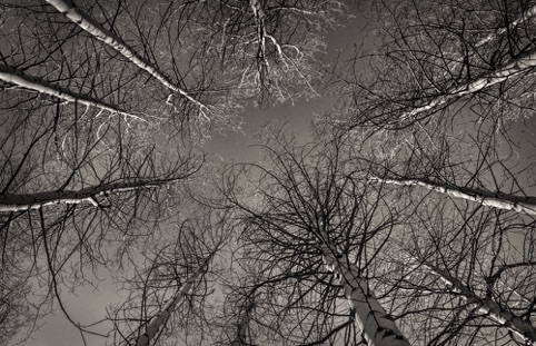 Reach for the Sky
“Photography: Writing with Light” exhibit
Pacific Art League May 2014