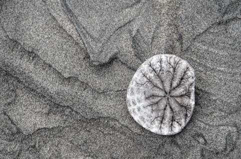 Sand Dollar
Honorable Mention, Grand Opening Exhibition, Pacific Art League, September 2014