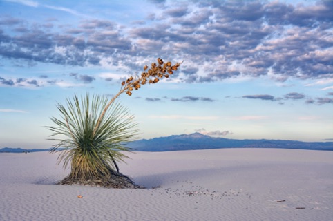White Sands, New Mexico
"The Great American West"
Pacific Art League
July 2018