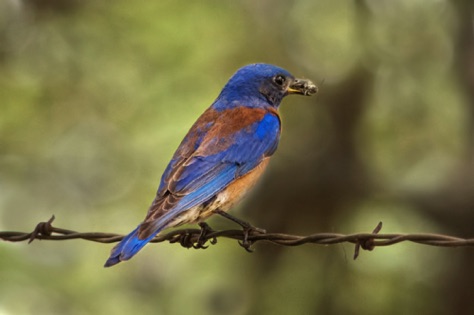 Western Bluebird • Sialia mexicana