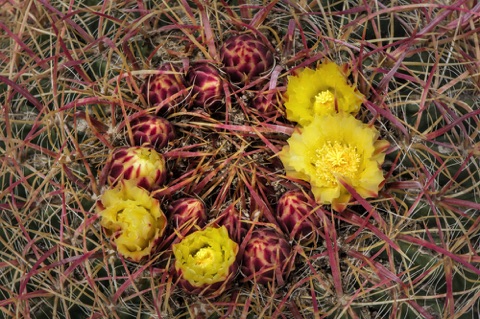 Barrel Cactus • Ferocactus cylindraceus