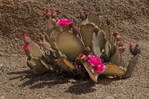 Beaver Tail Cactus * Opuntia basilaris