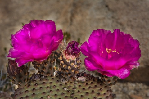 Beaver Tail Cactus * Opuntia basilaris