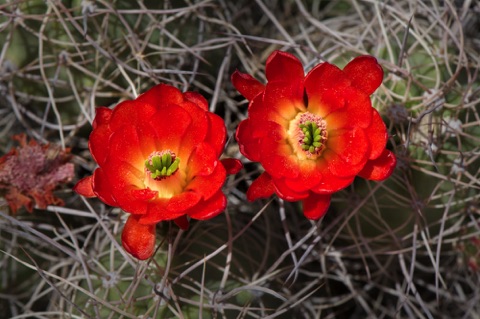 Mojave Mound Cactus • Echinocereus triglochidiatus