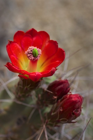 Mojave Mound Cactus • Echinocereus triglochidiatus