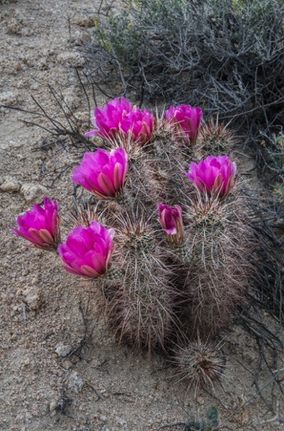 Hedge Hog Cactus • Echinocereus engelmannii