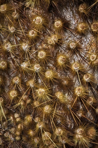 Prickly Pear Cactus • Opuntia phaeacantha